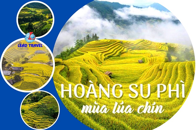 tour hoàng su phì